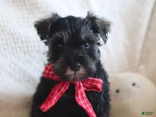 Miniature Schnauzer dogs Sammy - Ad 14