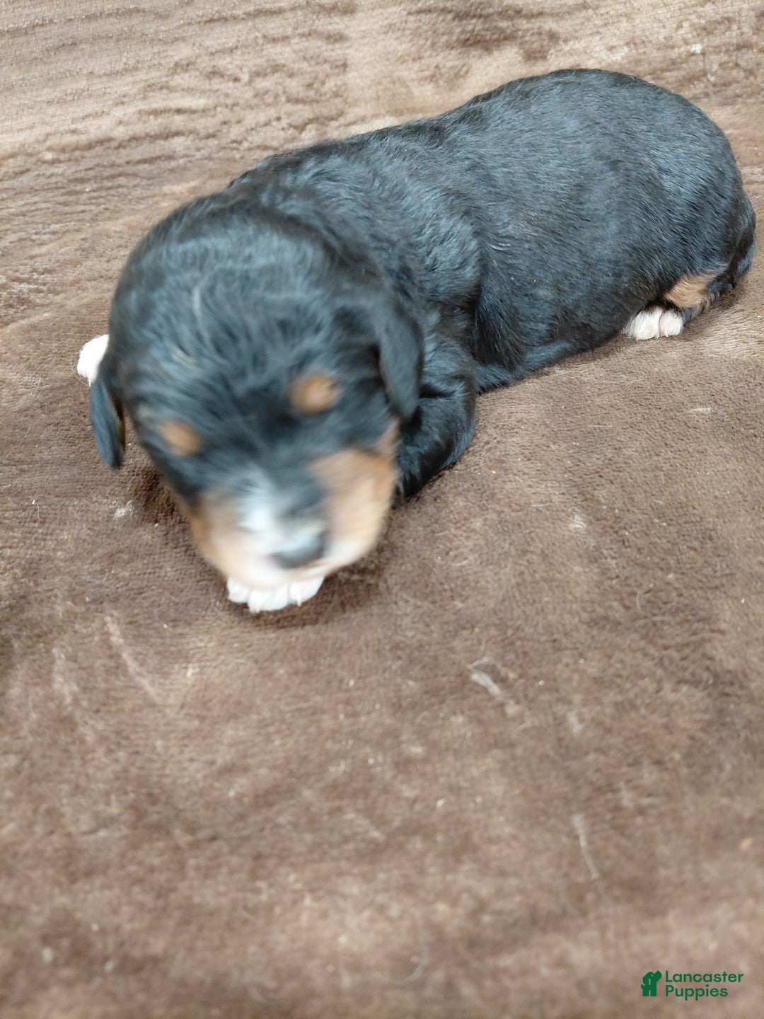 Bernedoodle dogs for sale: Bandit - Ad 9