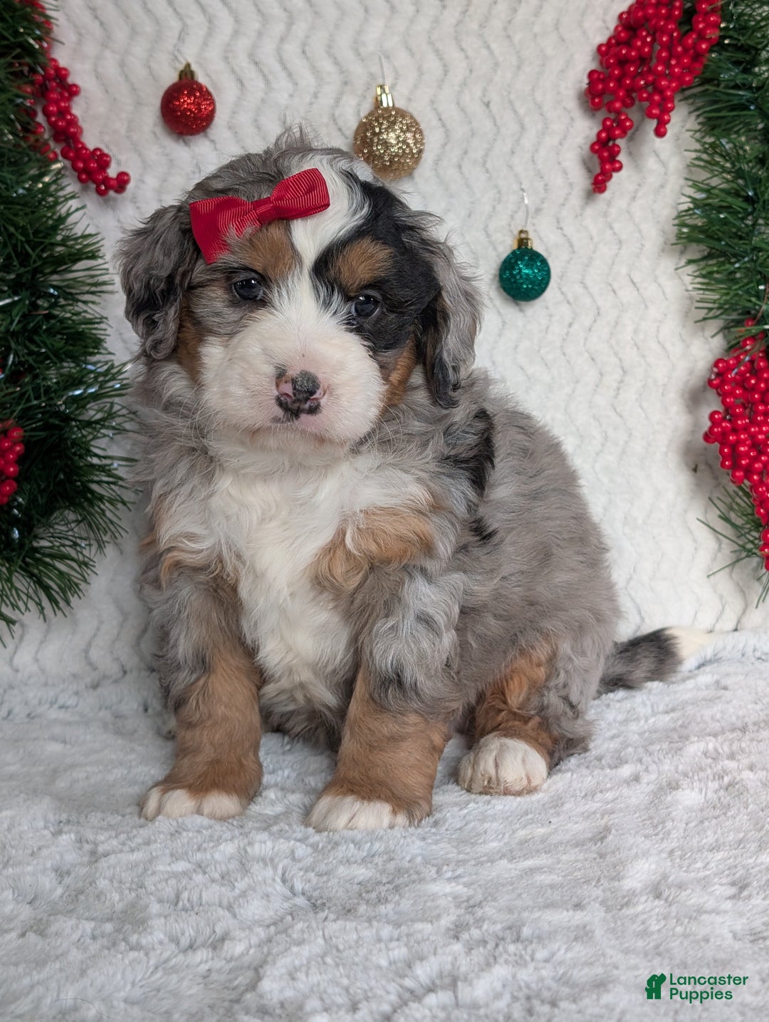 Mini Bernedoodle dogs for sale: Mini River - Ad 28