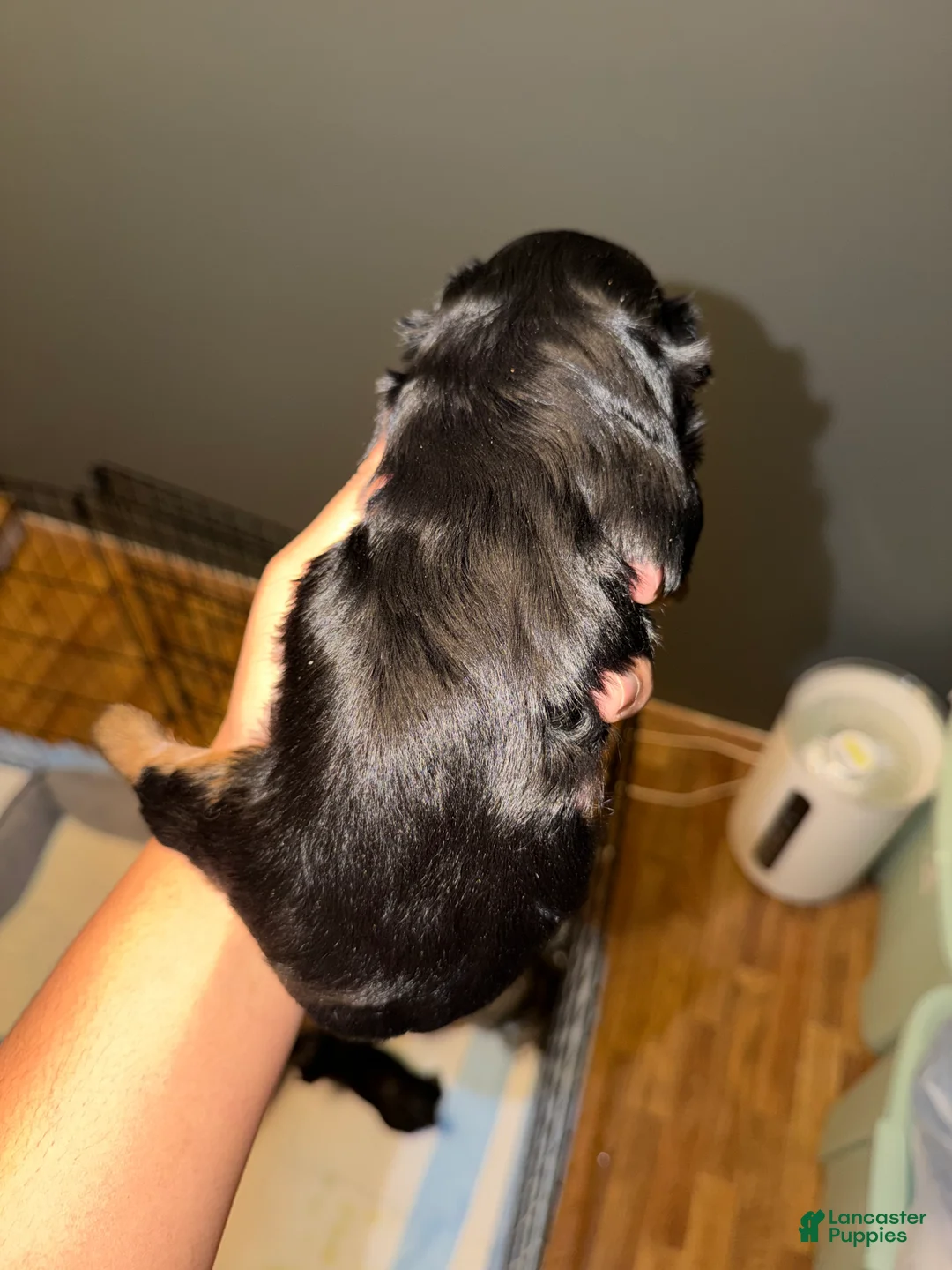 Yorkshire Terrier dogs for sale: Yorkshire Terrier Puppy 1 - Ad 3
