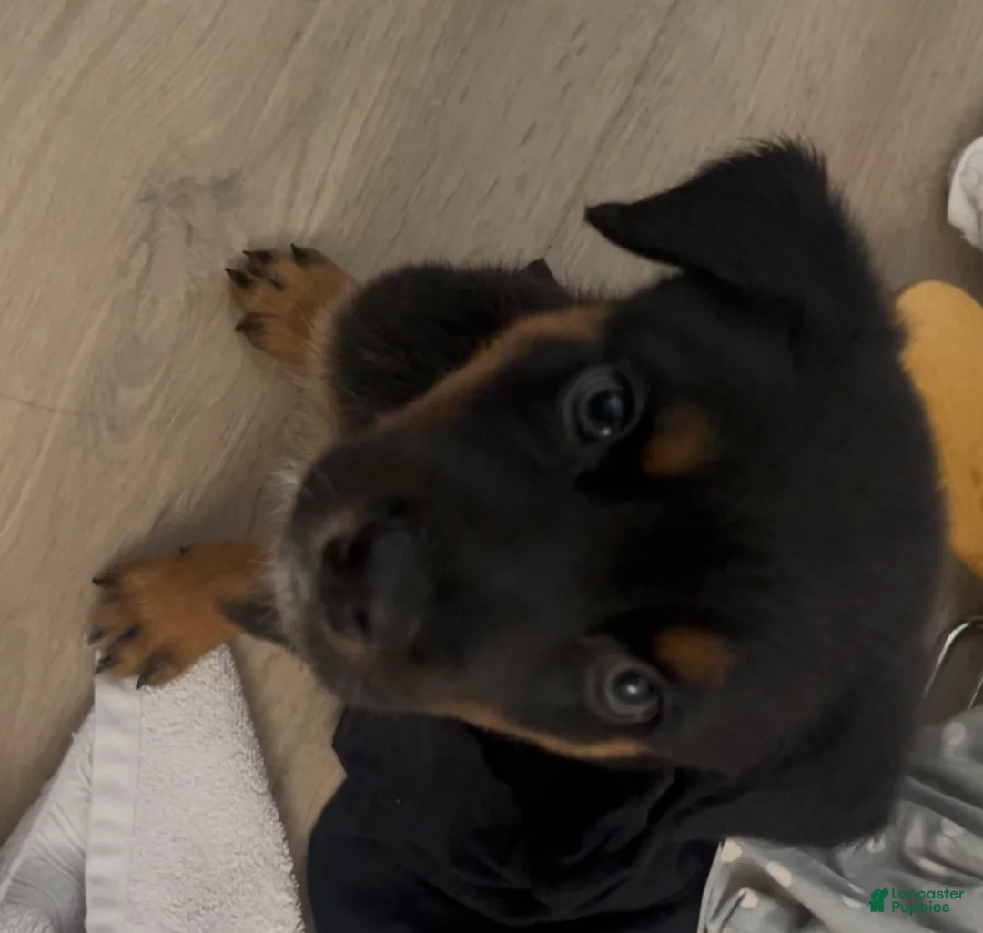 Mixed Breed dogs for sale: Boy 1 (no tail) Karma - Ad 2