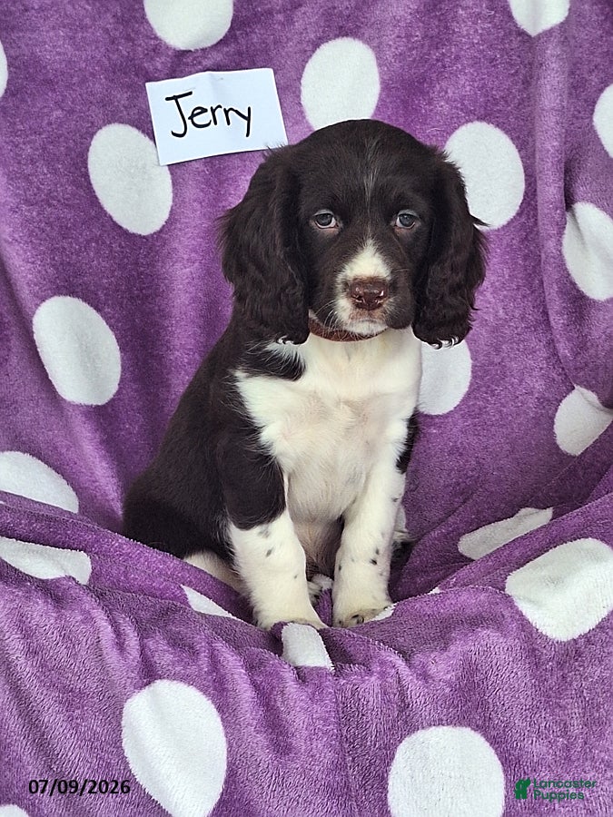 English Springer Spaniel dogs Jerry - Ad 1