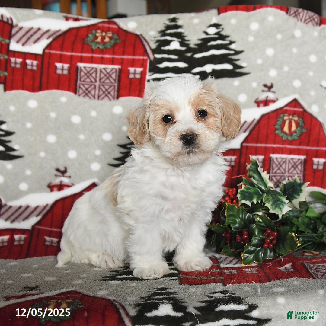 Maltipoo dogs for sale: Beck - Ad 3