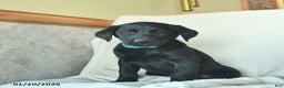 Labrador Retriever dogs for sale: Jamie  - Ad 2