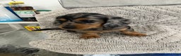 Miniature Dachshund dogs for sale: Raven  - Ad 4
