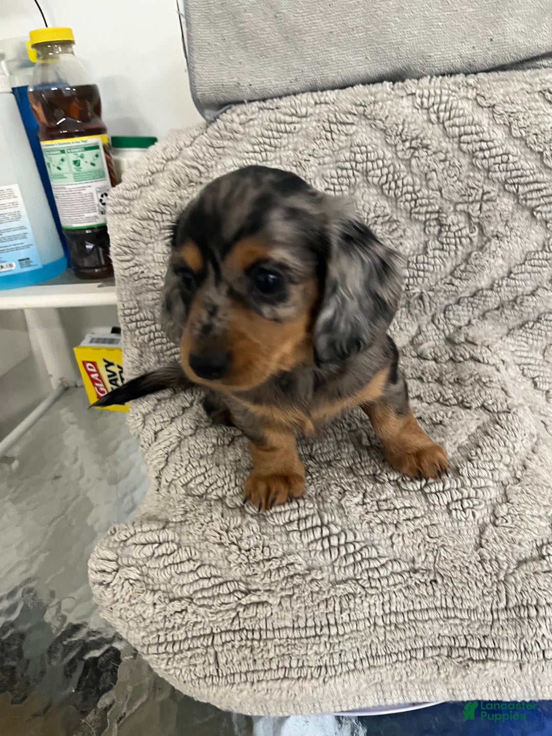 Miniature Dachshund dogs for sale: Raven  - Ad 4