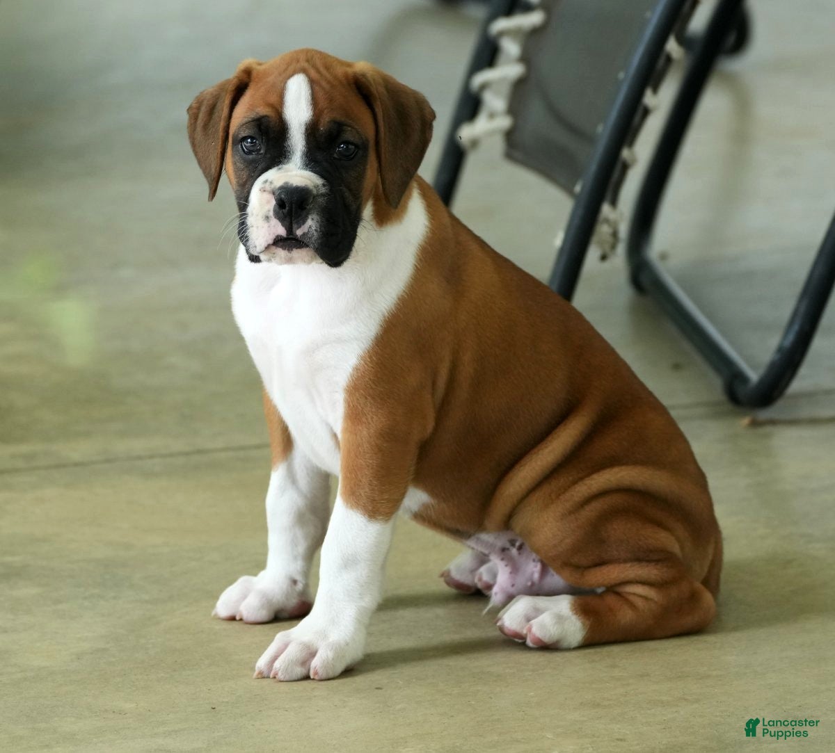Boxer dogs Larry - Ad 2