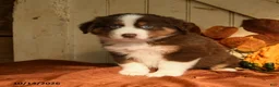 Australian Shepherd dogs for sale: Blaze - Ad 5