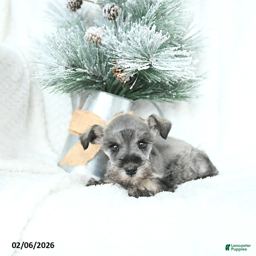 Miniature Schnauzer dogs for sale: Myla - Ad 5
