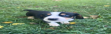 Male #2