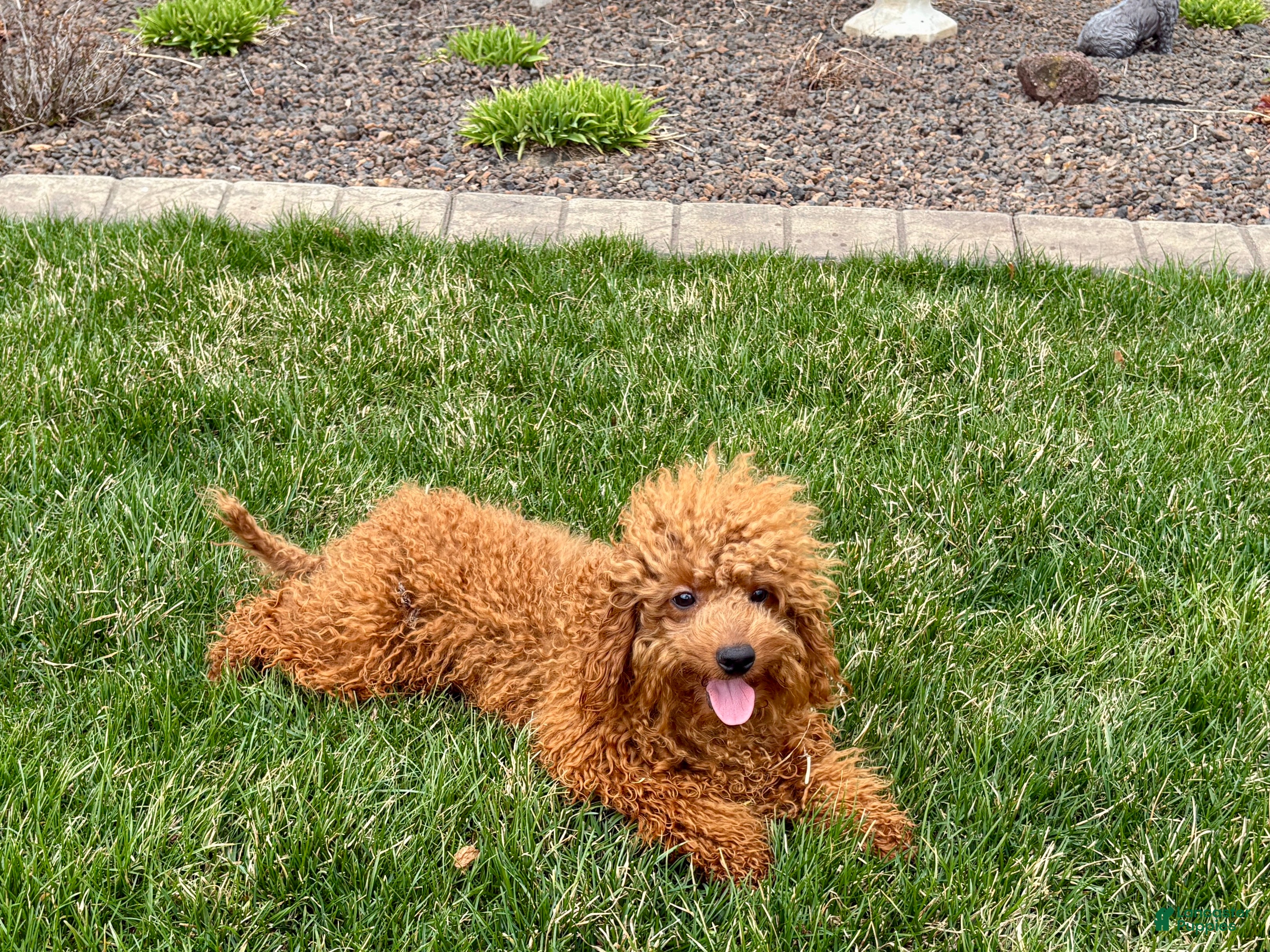 Cavapoo dogs Charlie - Ad 1