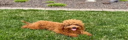 Cavapoo dogs for sale: Charlie - Ad 1
