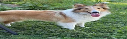 Collie dogs for sale: Jolene  - Ad 5