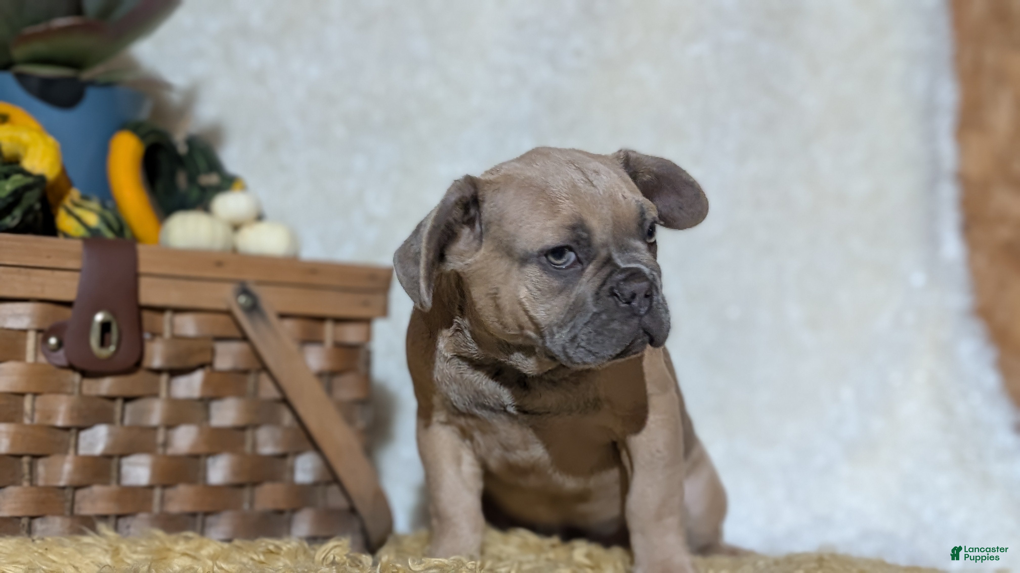 French Bulldog dogs Yeti - Ad 2