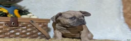 French Bulldog dogs for sale: Yeti - Ad 2