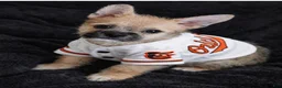 Mixed Breed dogs for sale: Mixed Breed 1 - Ad 6