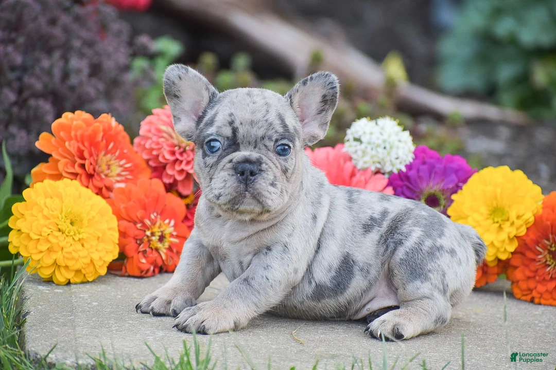 French Bulldog dogs for sale: Tiger - Ad 2