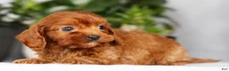 Cavapoo dogs for sale: Mason - Ad 5