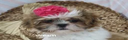 Shih Tzu dogs for sale: Cherokee  - Ad 2