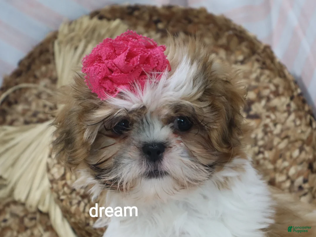 Shih Tzu dogs for sale: Cherokee  - Ad 2
