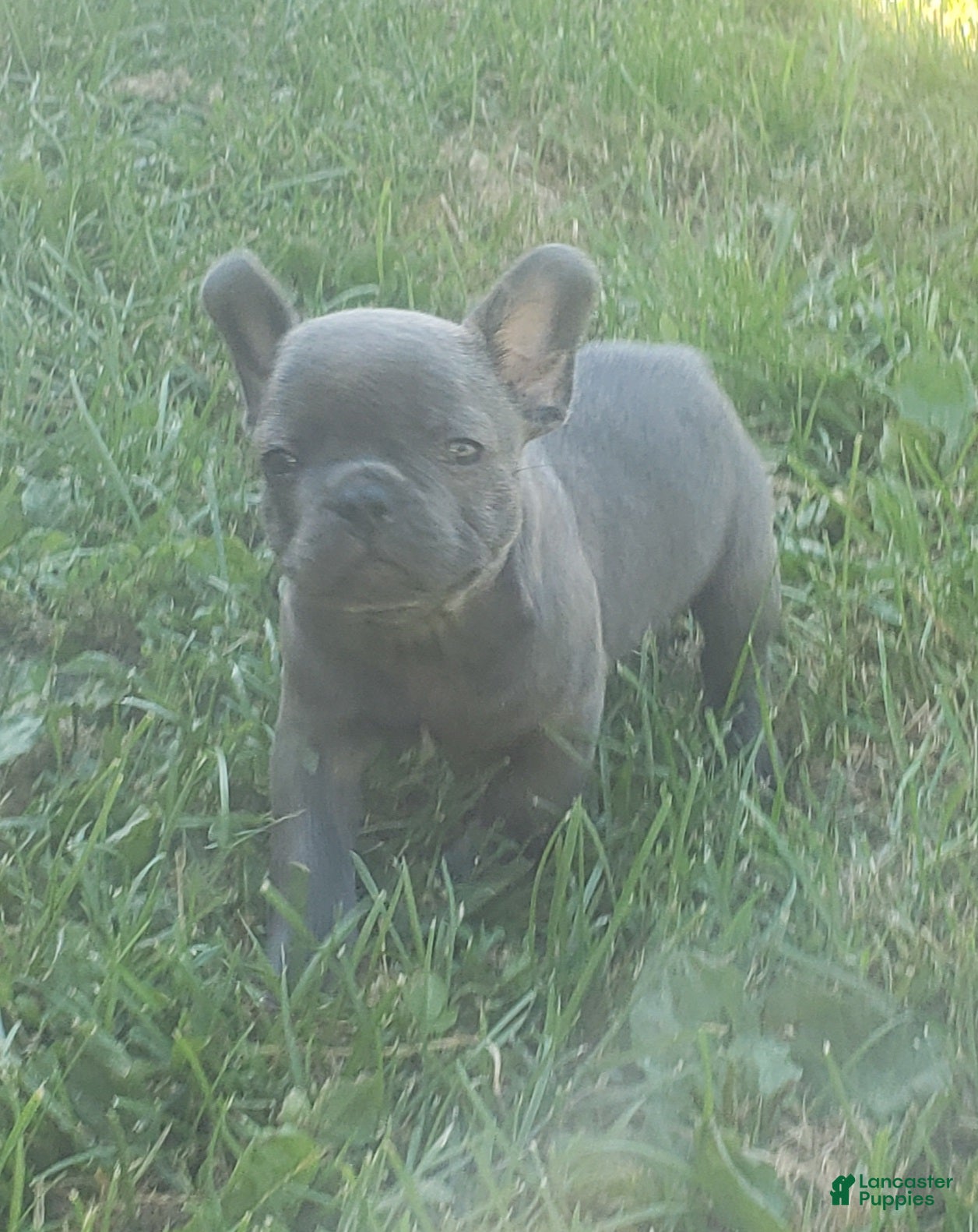 French Bulldog dogs Slate - Ad 2