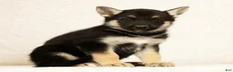Gerberian Shepsky dogs for sale: Tom - Ad 3