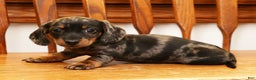 Miniature Dachshund dogs for sale: Debbie - Ad 7