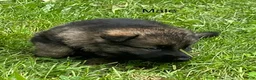 German Shepherd dogs for sale: German Shepherd 3 - Ad 26