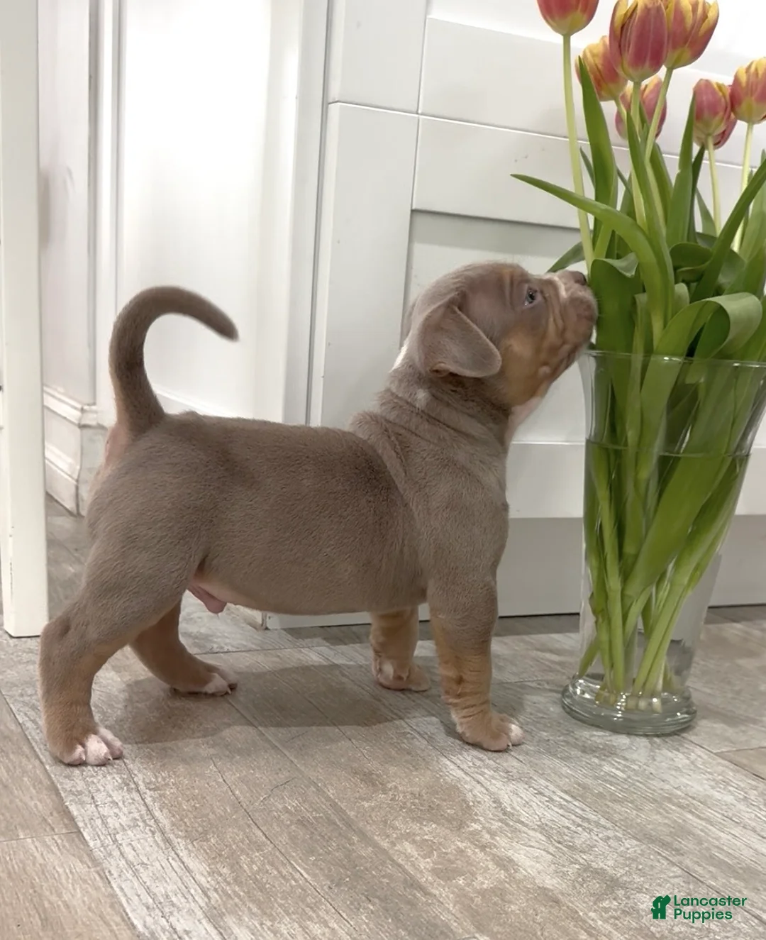 American Bully dogs for sale: American Bully Puppy 5 - Ad 2