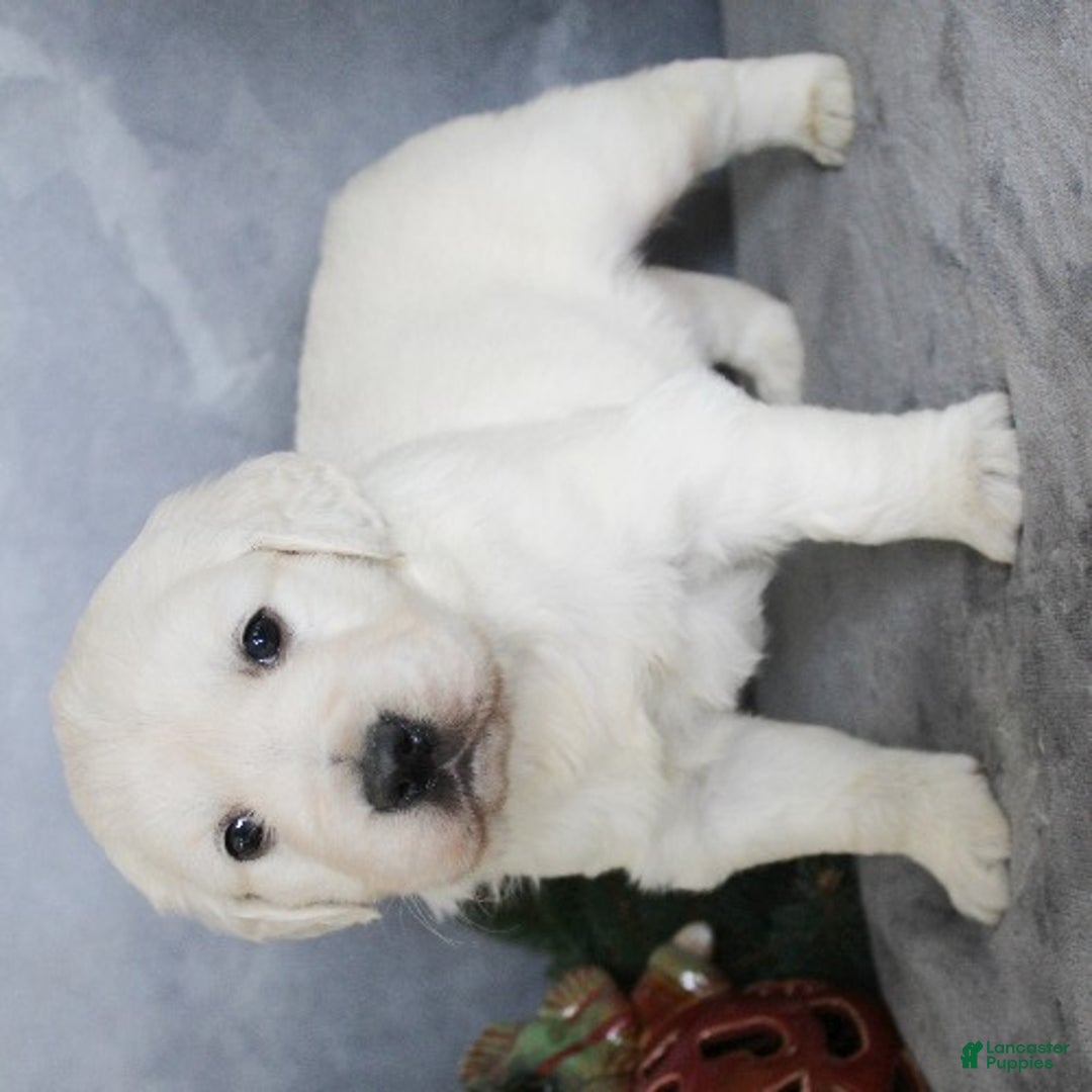 Golden Retriever dogs for sale: Aston - Ad 3