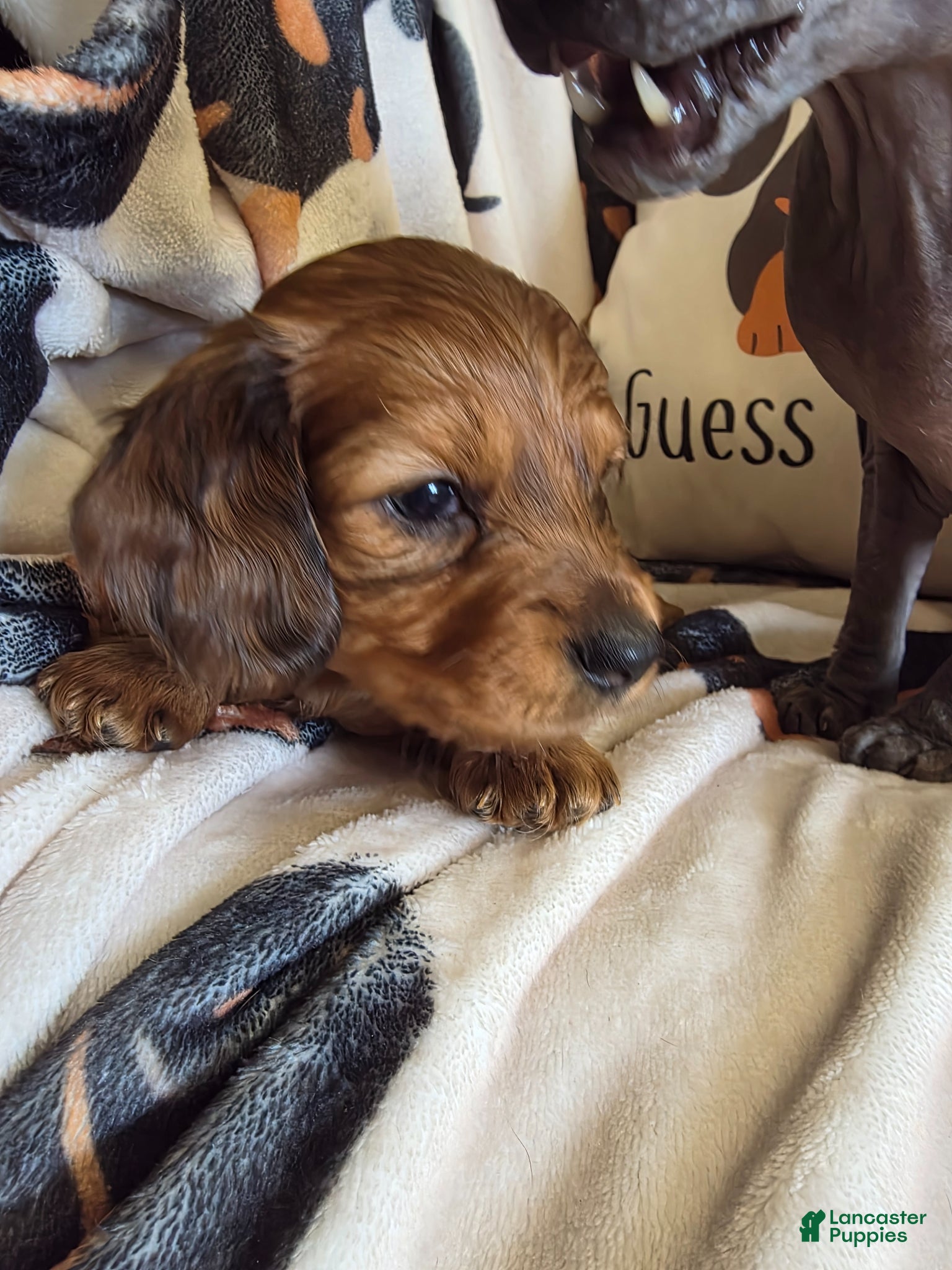 Miniature Dachshund dogs for sale: Lady  - Ad 2