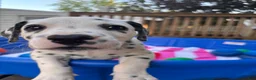 Dalmatian dogs for sale: Dalmatian 1 - Ad 2