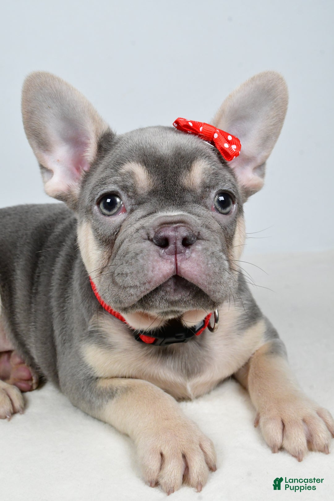 French Bulldog dogs for sale: Buddy  - Ad 11