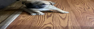 Mixed Breed 2