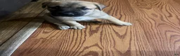 Mixed Breed dogs for sale: Mixed Breed 2 - Ad 1