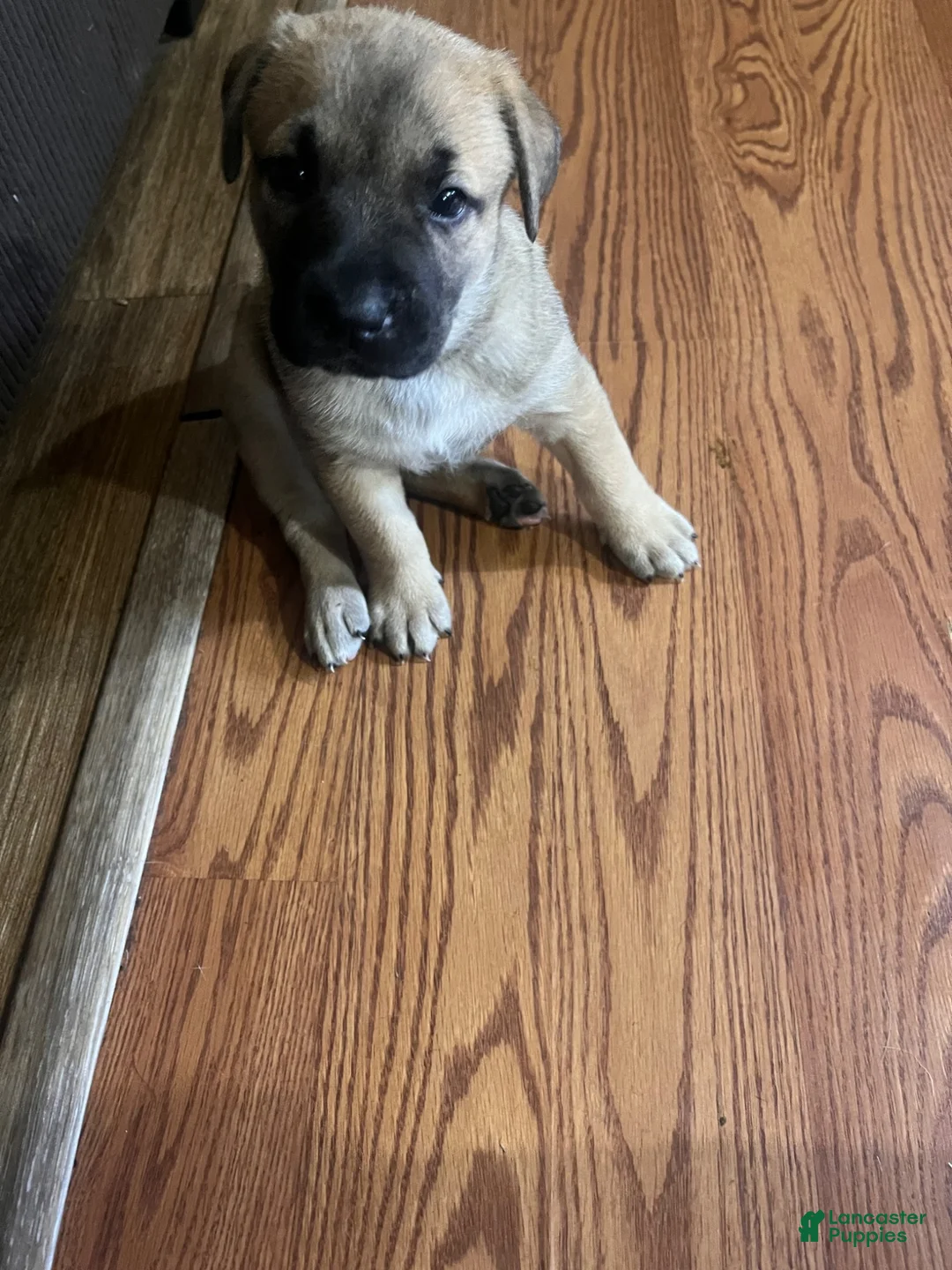 Mixed Breed dogs for sale: Mixed Breed 2 - Ad 1