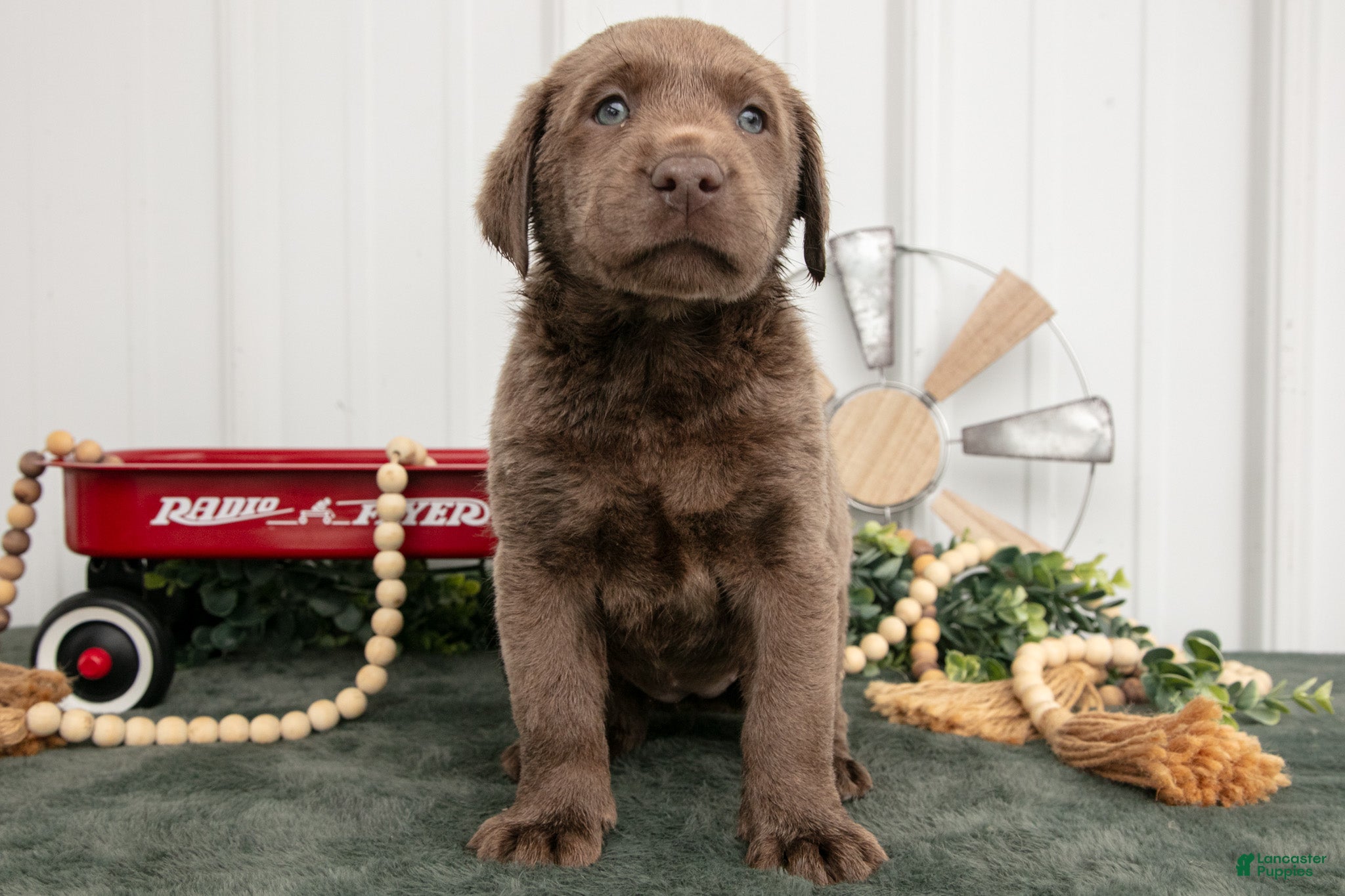 Labrador Retriever dogs Bubbles - Ad 1