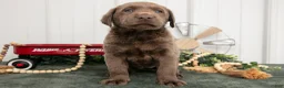 Labrador Retriever dogs for sale: Bubbles - Ad 1