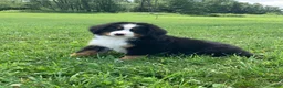 Bernese Mountain Dog dogs for sale: Teddy - Ad 4
