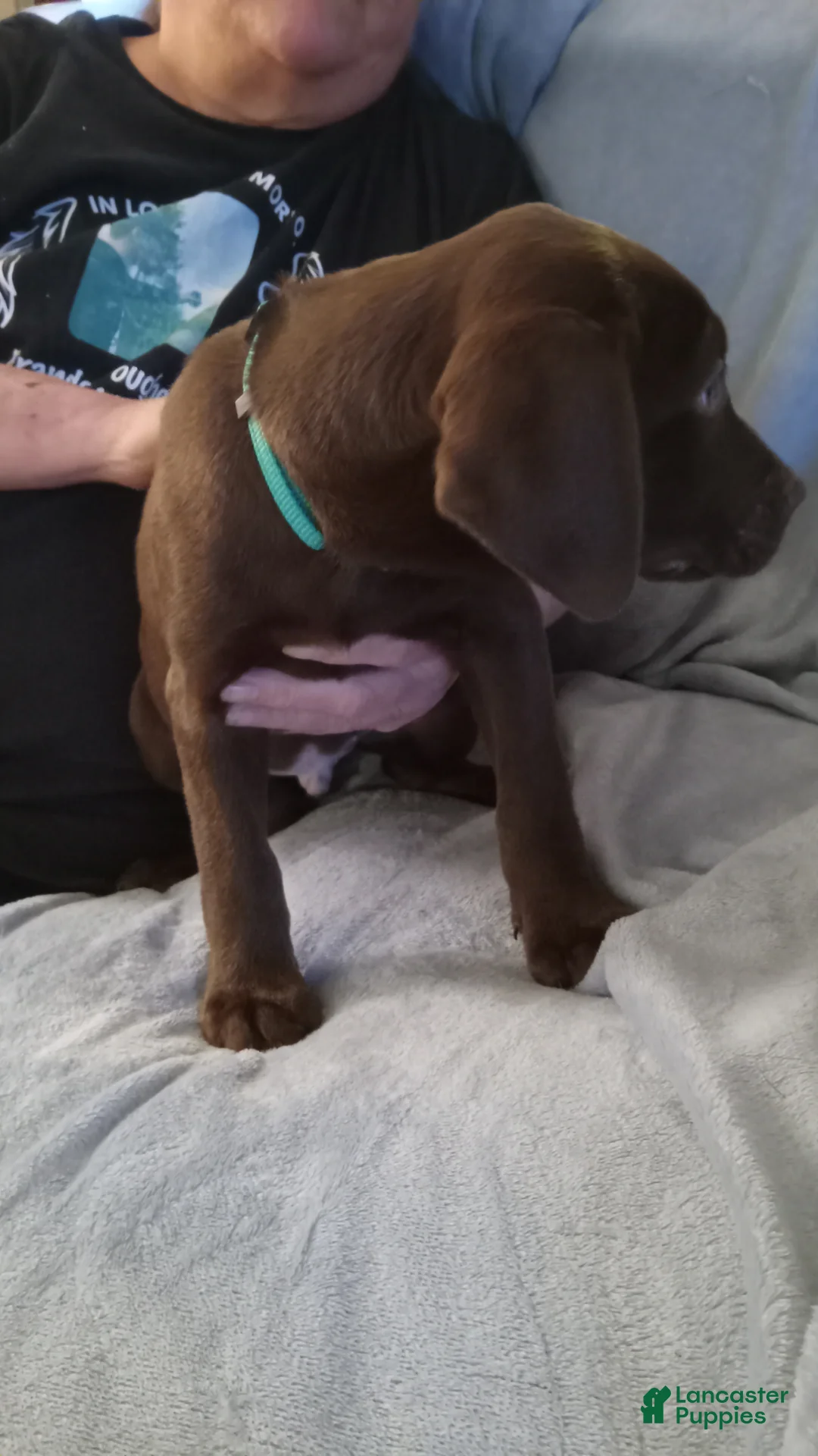 Mixed Breed dogs for sale: Mixed Breed Puppy 2 - Ad 1