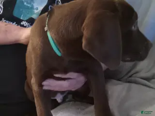 Mixed Breed dogs Mixed Breed Puppy 2 - Ad 26