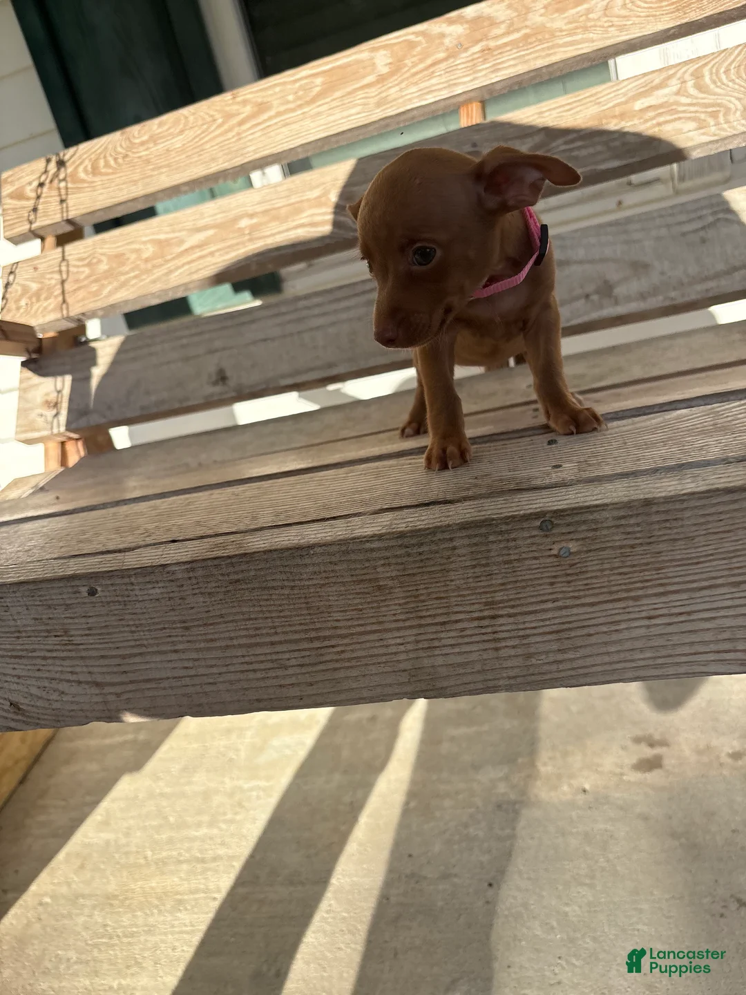 Chihuahua dogs for sale: Cookie  - Ad 1