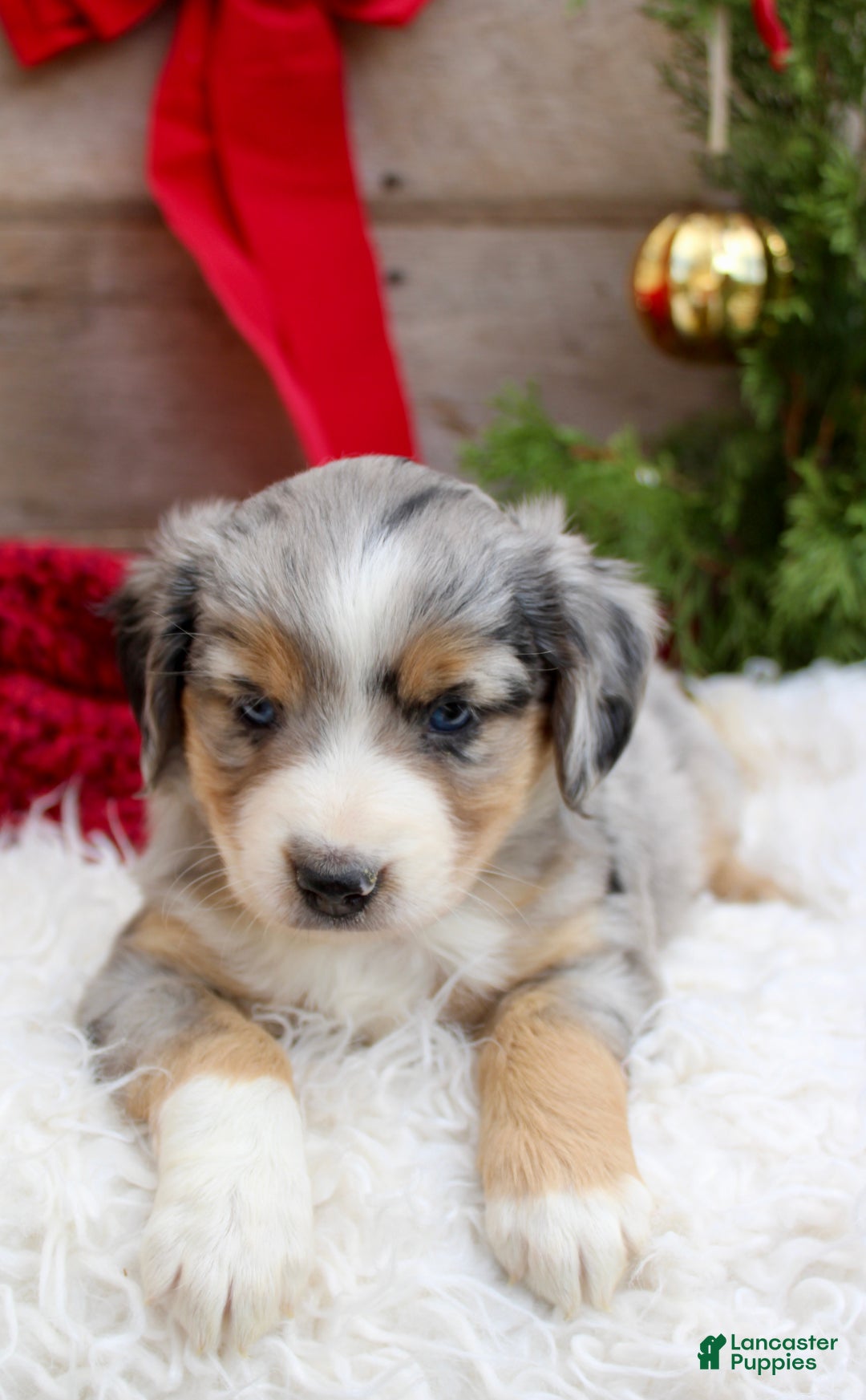 Miniature Australian Shepherd dogs for sale: Kaylee  - Ad 2