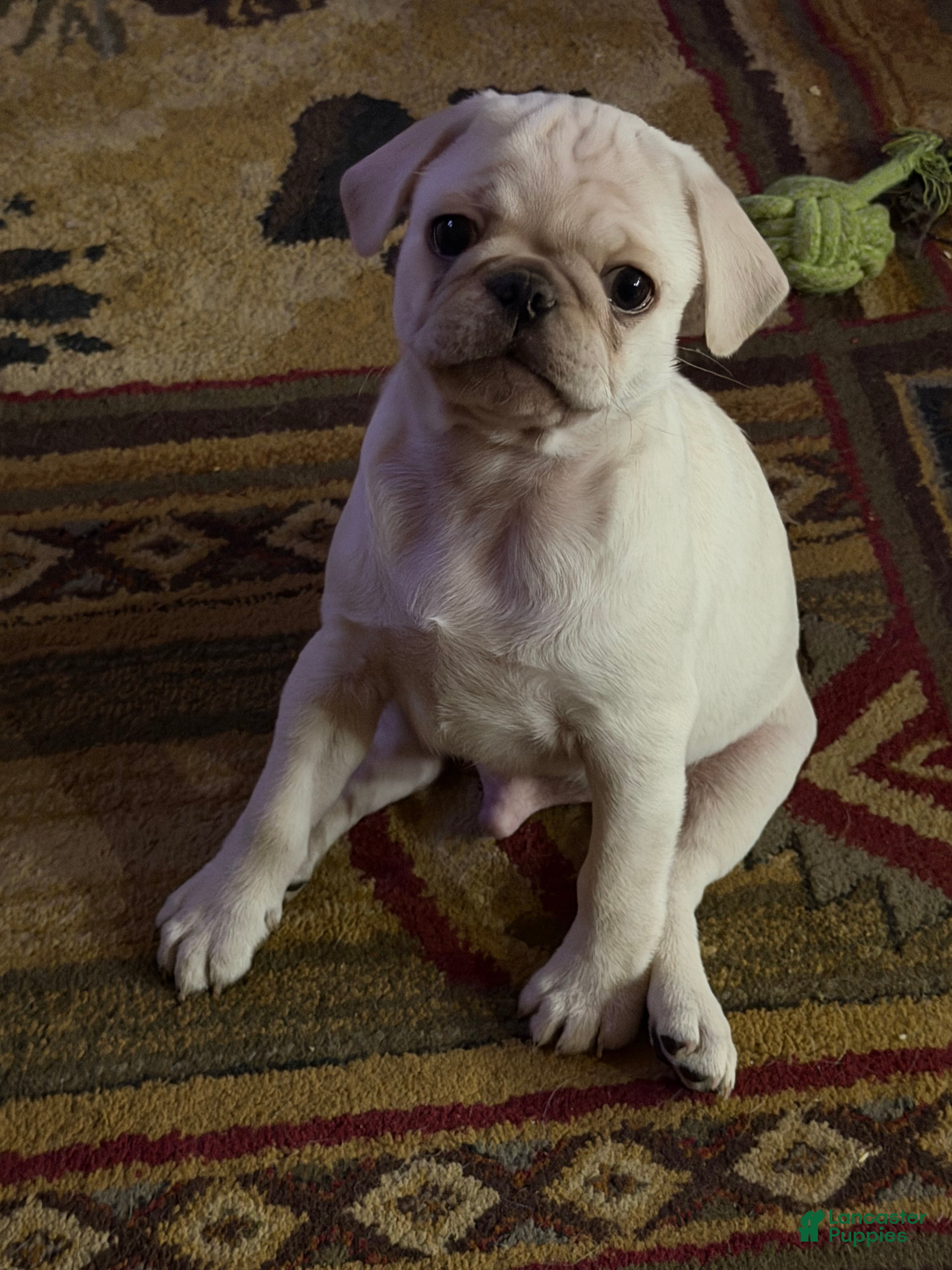 Pug dogs Marley  - Ad 1
