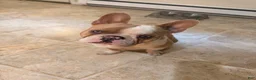 French Bulldog dogs for sale: French Bulldog 1 - Ad 2