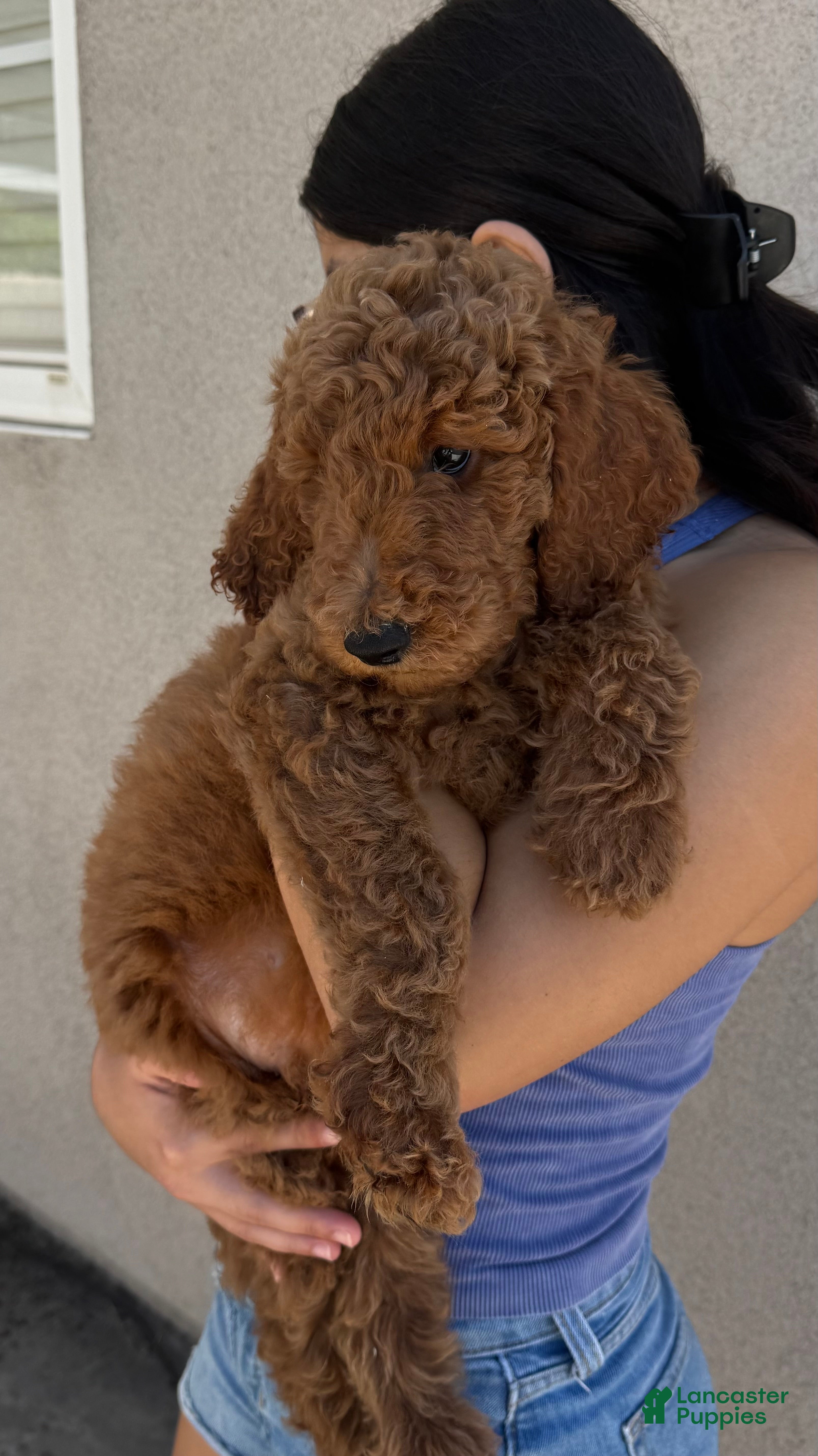 Labradoodle dogs Labradoodle 1 - Ad 2