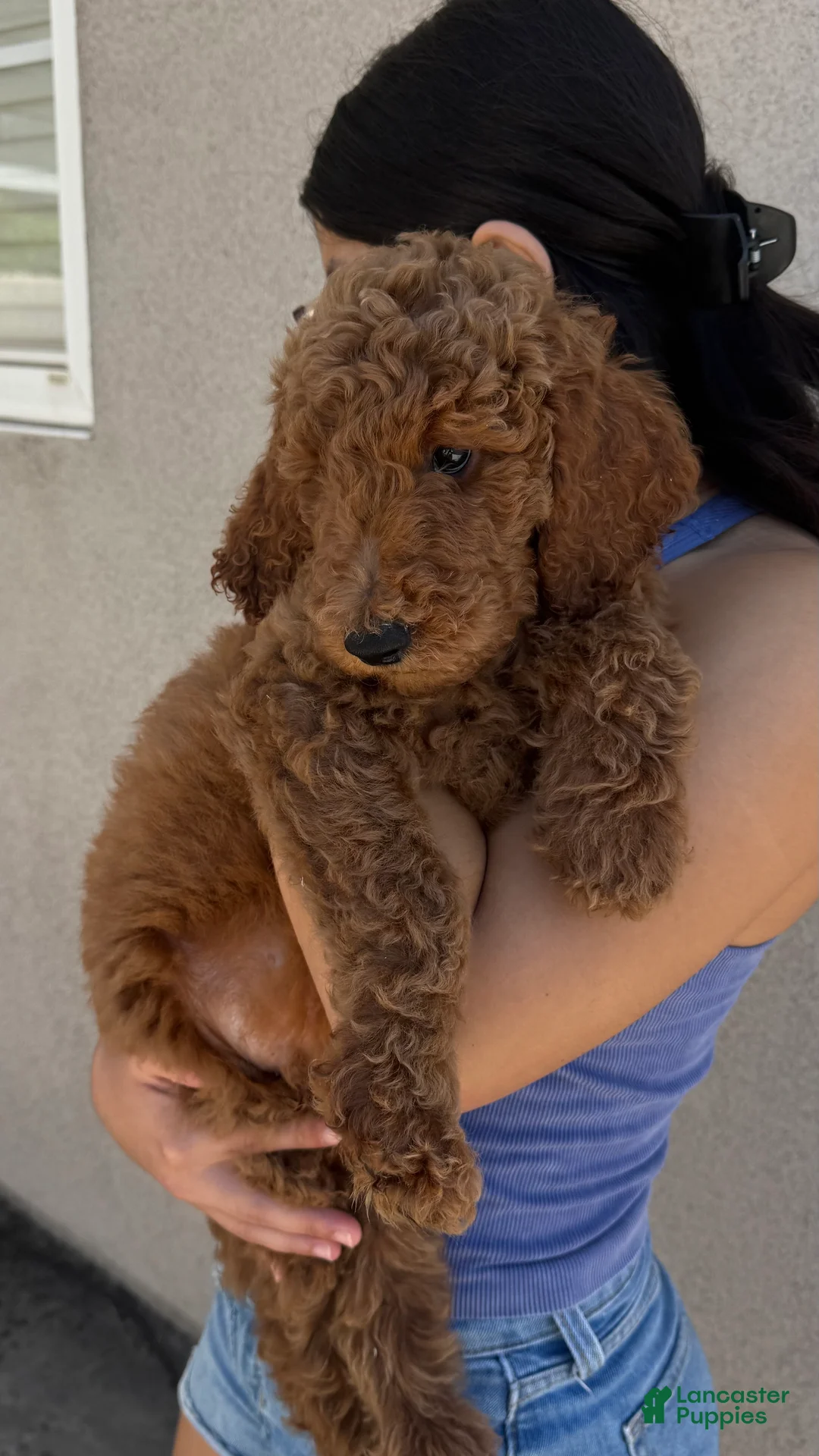 Labradoodle dogs for sale: Labradoodle 1 - Ad 2
