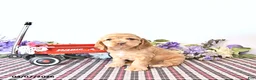 English Cocker Spaniel dogs for sale: Kathy - Ad 3