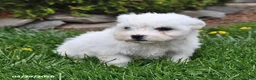 Bichon Frise dogs for sale: Scout - Ad 1