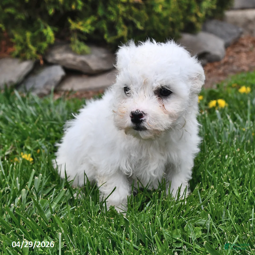 Bichon Frise dogs for sale: Scout - Ad 1